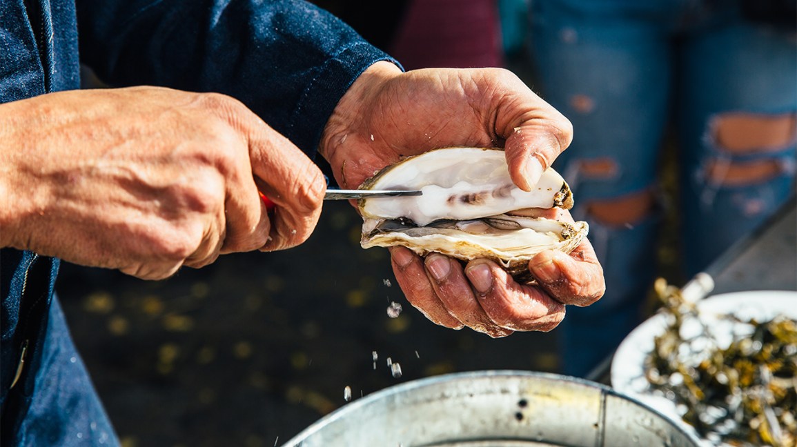 A close-up of a person's hands removing an oyster from its shell.